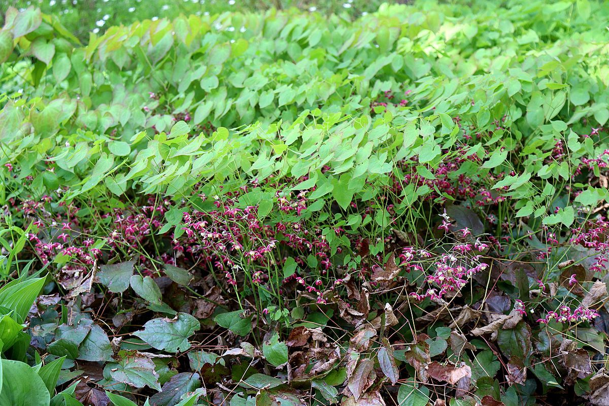 Изображение особи Epimedium rubrum.