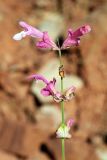 Salvia bucharica. Соцветие. Узбекистан, Сурхандарьинская обл., горы Байсунтау, окр. кишлака Кызылнаур, глинистый краснозёмный склон. 29.05.2021.