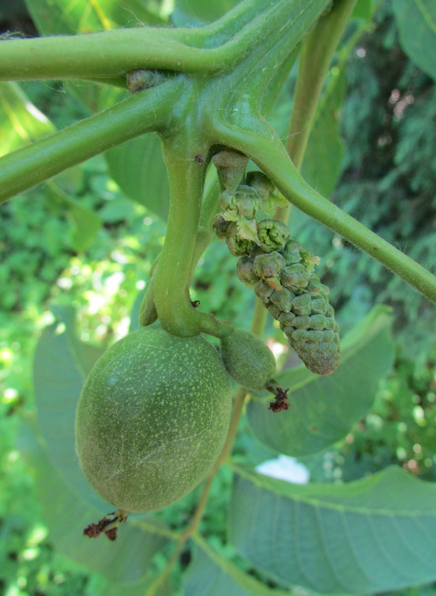 Image of Juglans regia specimen.