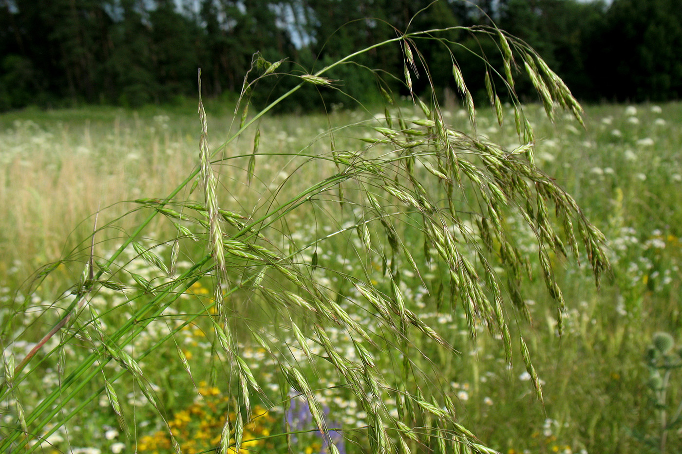 Image of Bromus arvensis specimen.