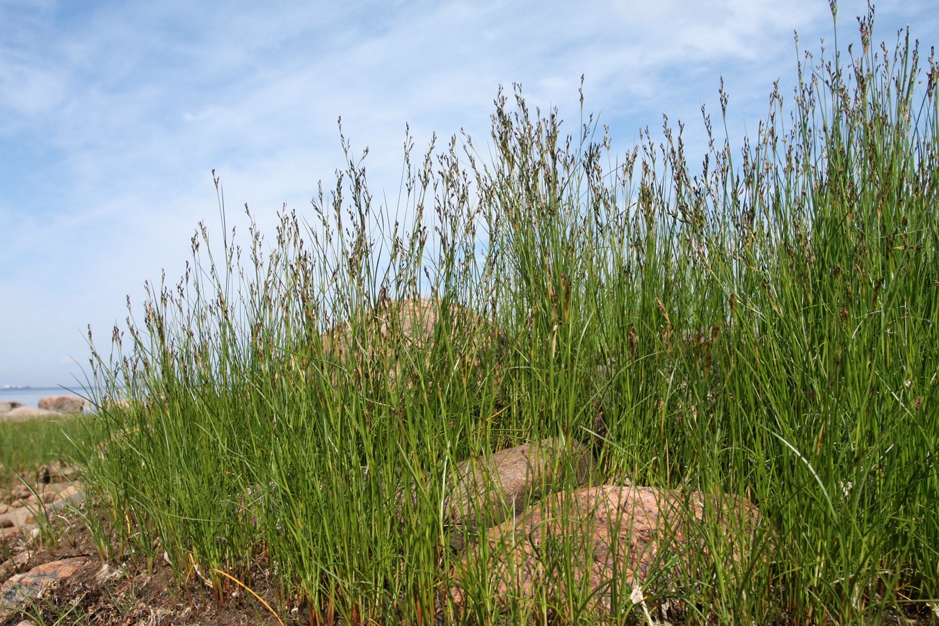 Image of Juncus gerardi specimen.