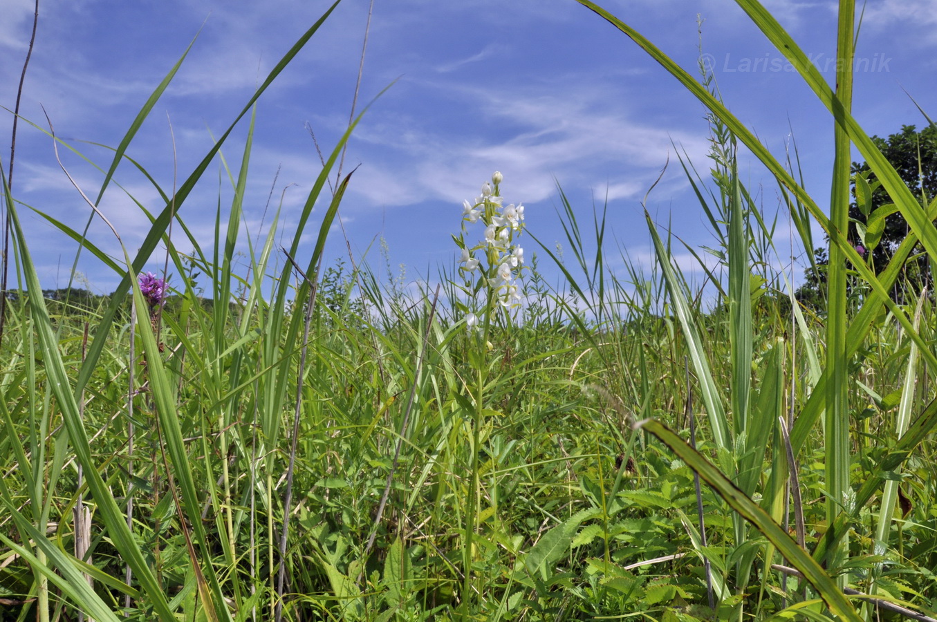 Image of Habenaria linearifolia specimen.