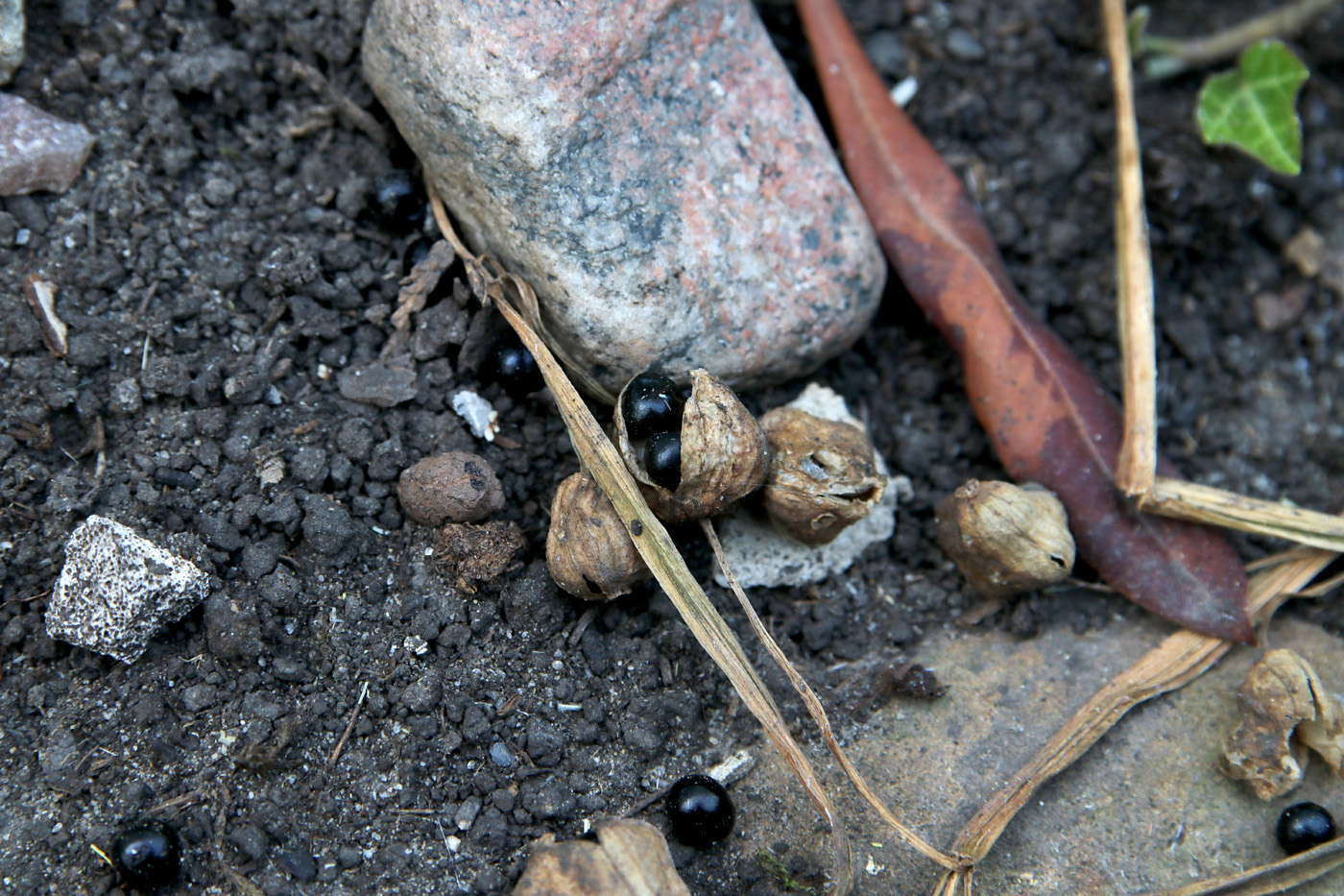 Image of Leucojum aestivum specimen.