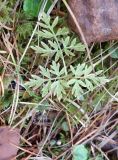 Aegopodium alpestre