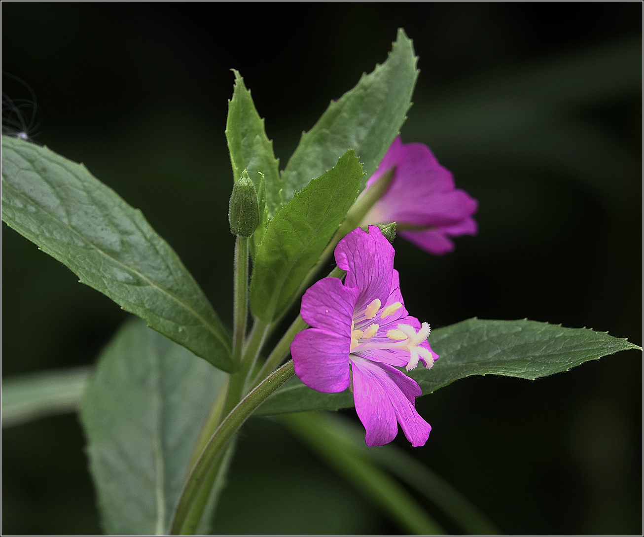 Image of Epilobium hirsutum specimen.