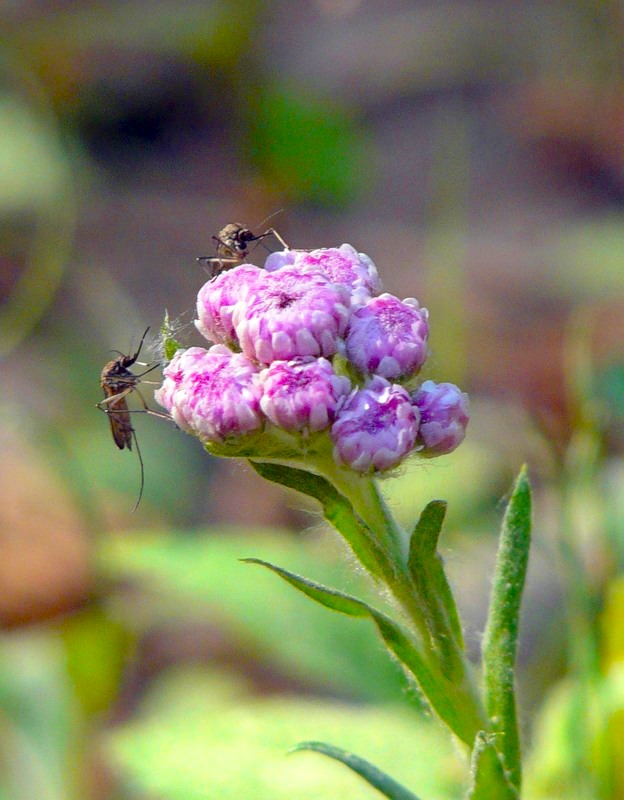Image of Antennaria dioica specimen.