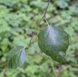 Betula litwinowii