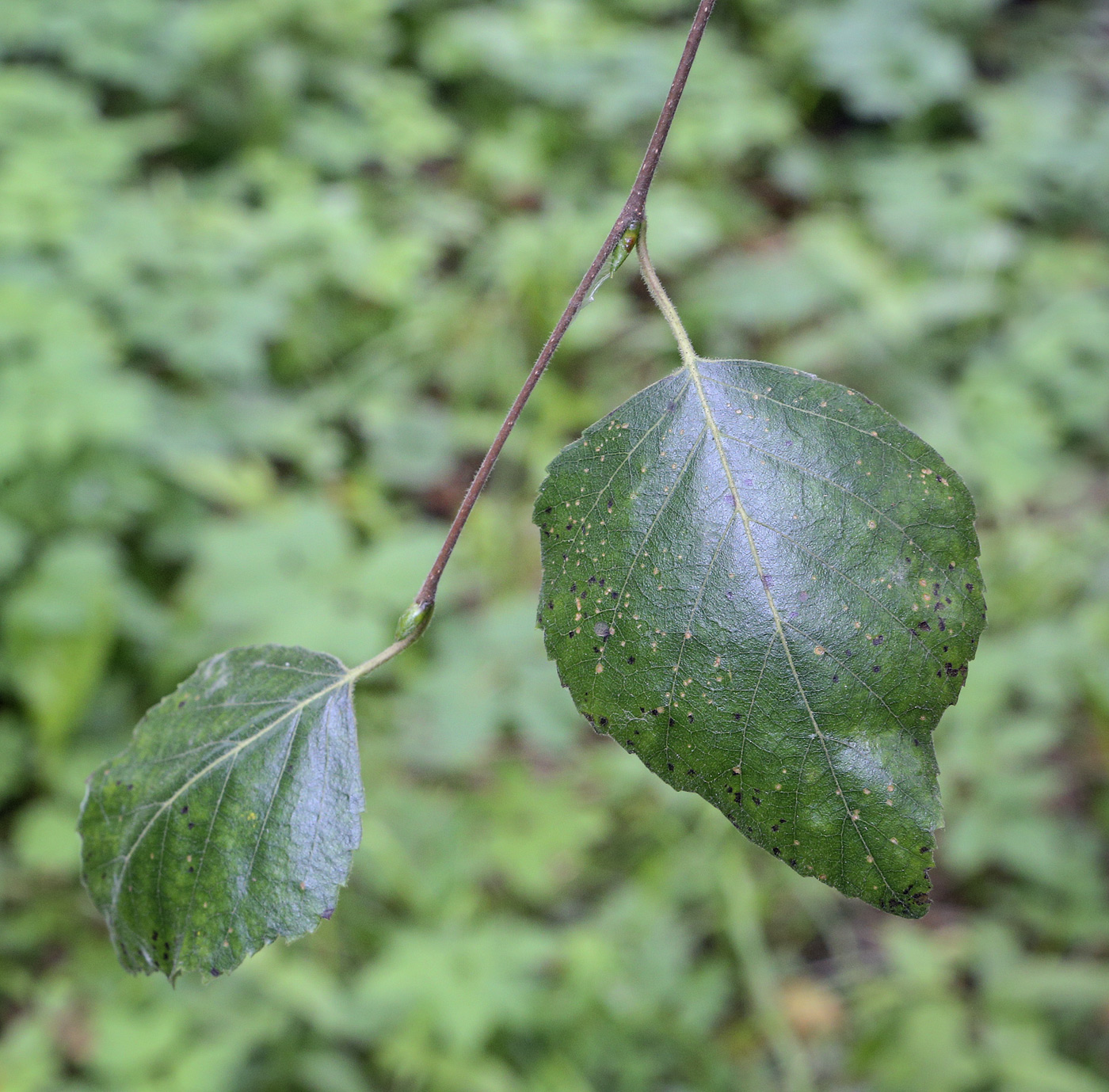 Image of Betula litwinowii specimen.