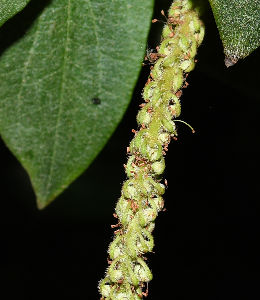 Image of Saururus cernuus specimen.