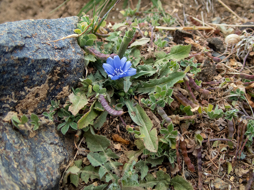 Image of genus Cichorium specimen.