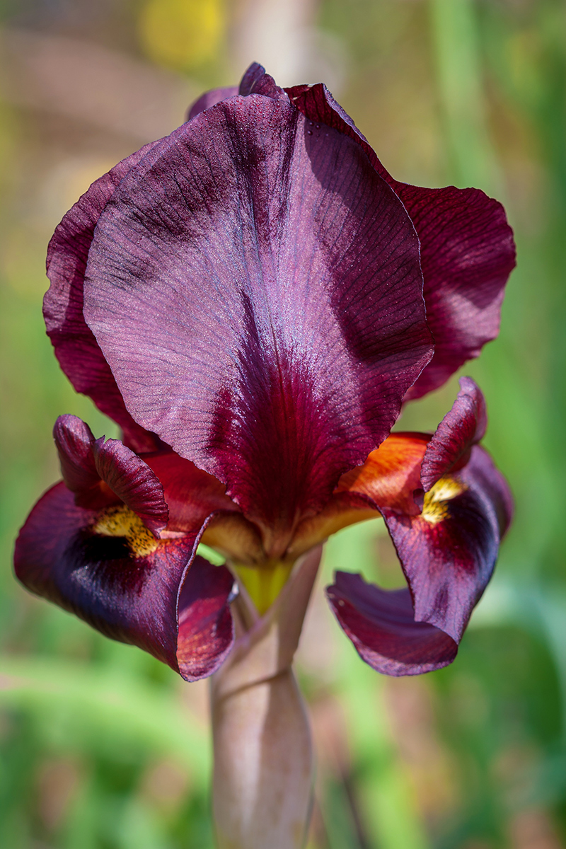 Image of Iris atropurpurea specimen.