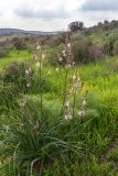 Asphodelus ramosus. Цветущее растение. Израиль, национальный парк \"Бейт Гуврин\", луг. 17.02.2020.