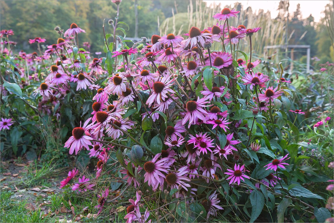 Изображение особи Echinacea purpurea.