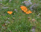 Papaver oreophilum. Цветущее и плодоносящее растение. Республика Северная Осетия-Алания, Ирафский р-н, Большой Кавказ, правый берег р. Даргонком, ≈ 2380 м н.у.м., каменистый берег реки. 05.07.2021.