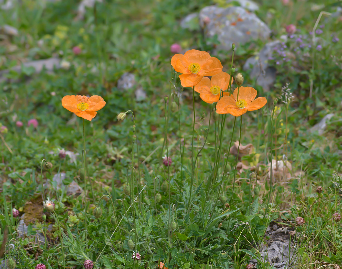 Image of Papaver oreophilum specimen.