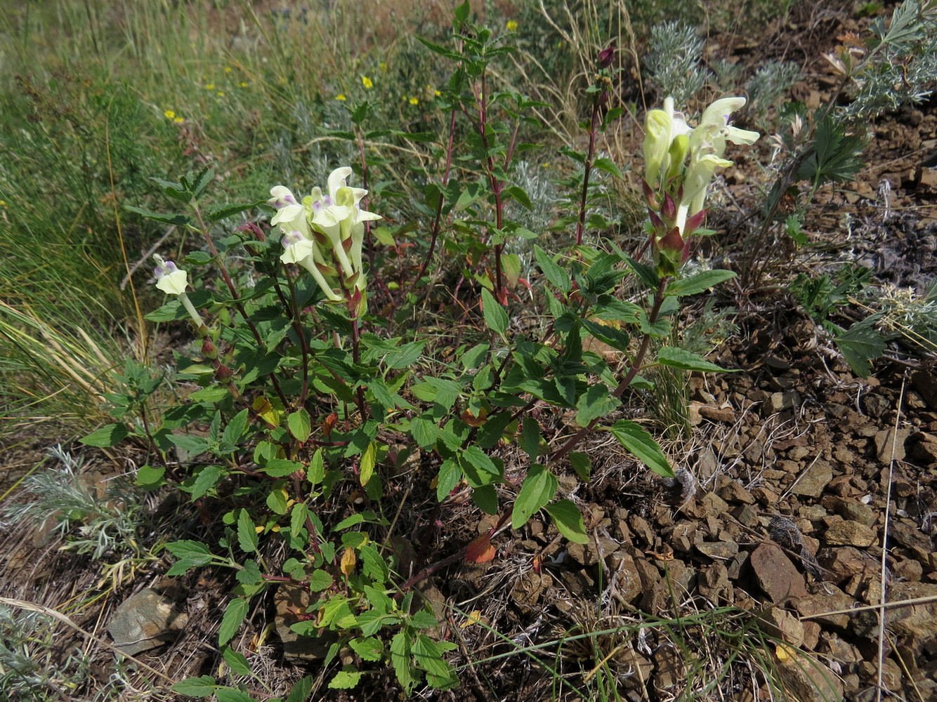 Изображение особи Scutellaria supina.