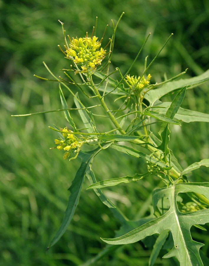 Image of Sisymbrium irio specimen.