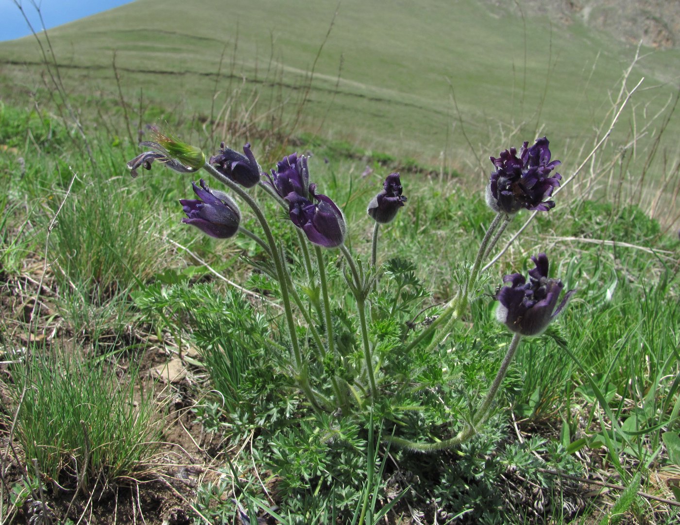 Image of Pulsatilla violacea specimen.