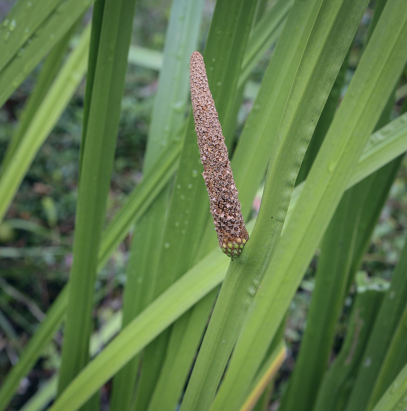 Image of Acorus calamus specimen.