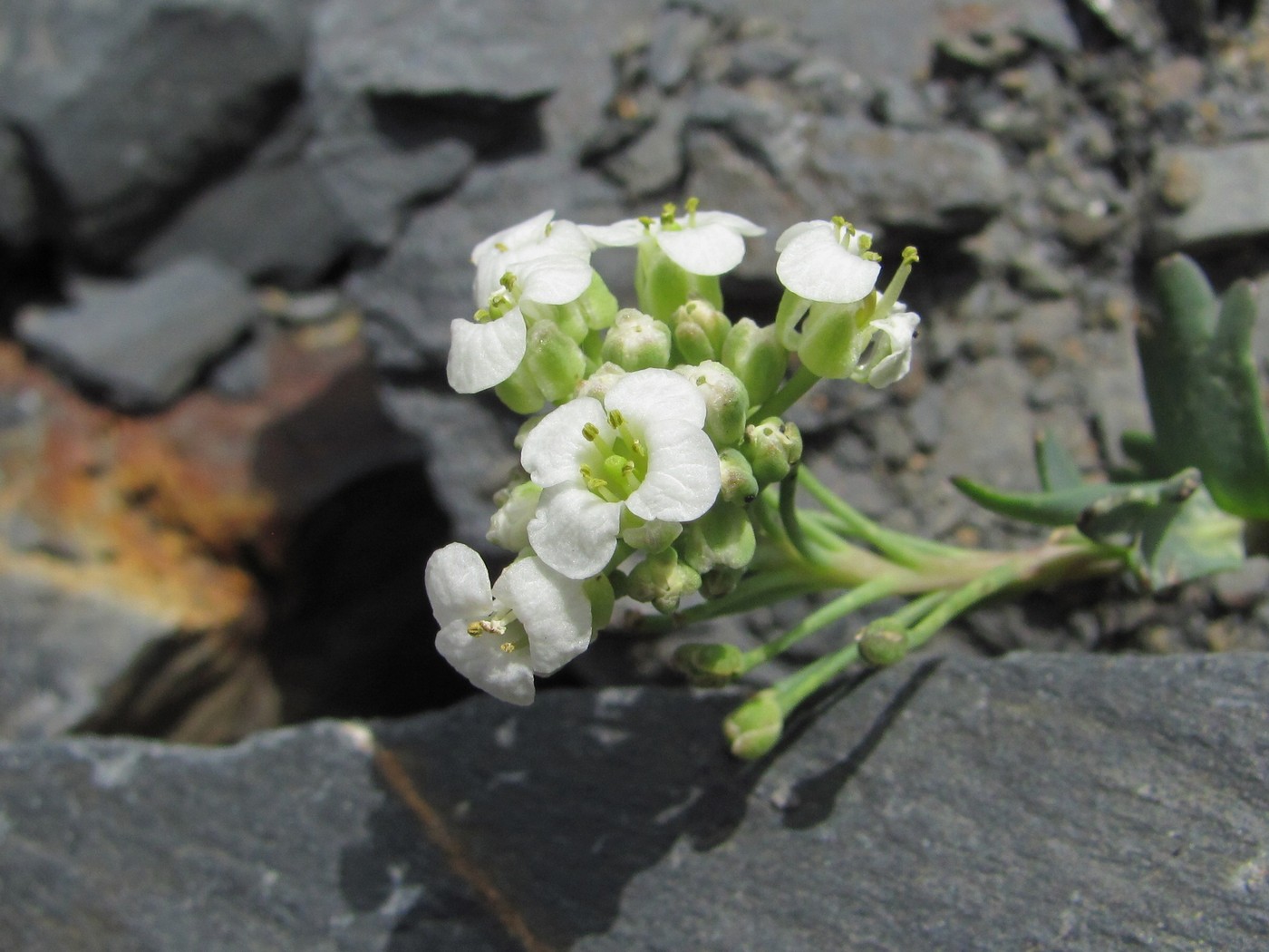 Изображение особи Pseudovesicaria digitata.