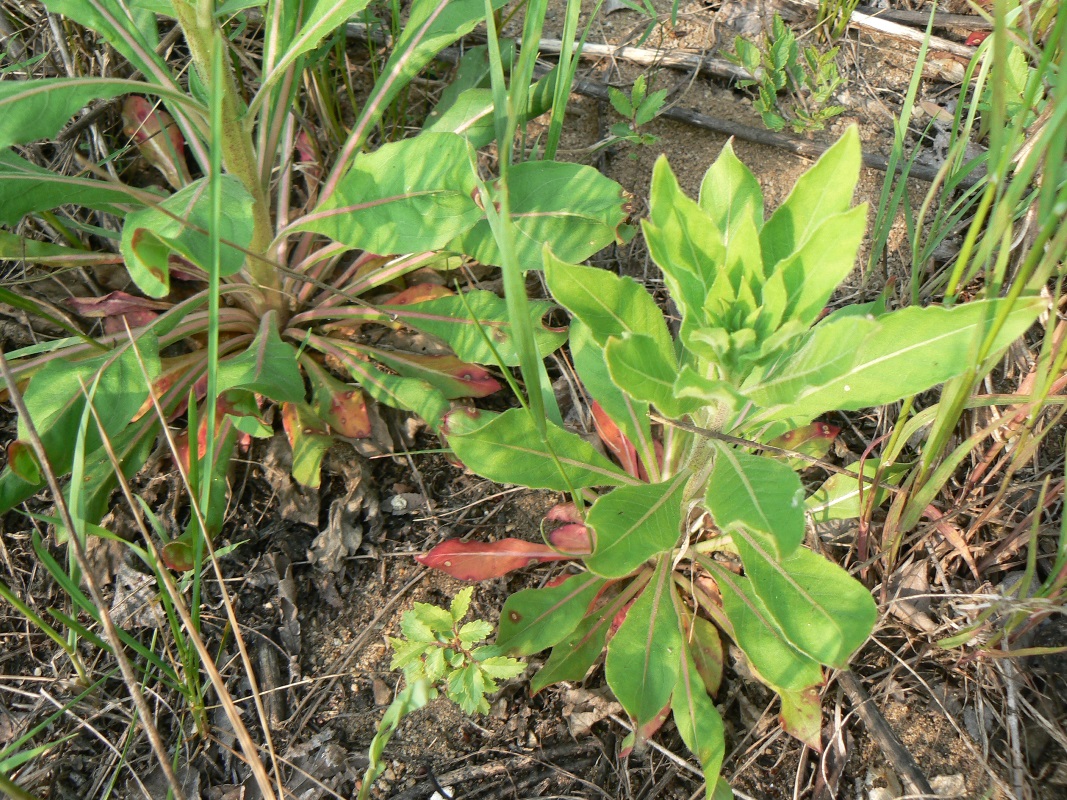 Изображение особи род Oenothera.