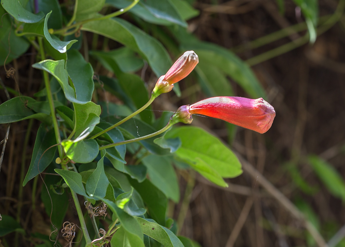 Image of Bignonia capreolata specimen.