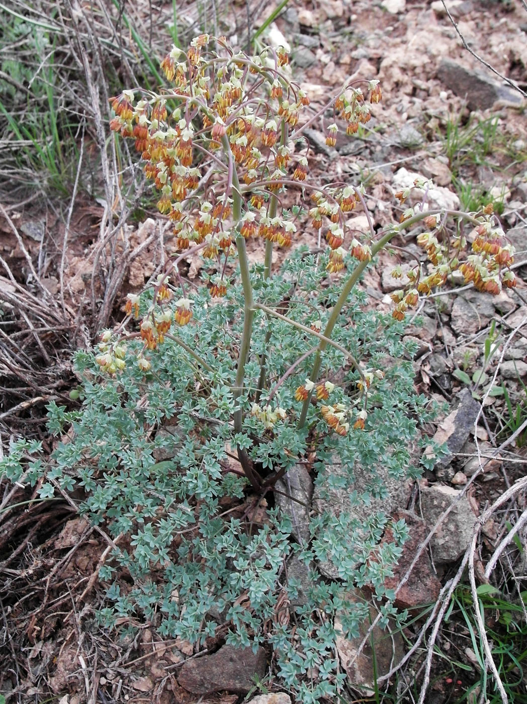 Изображение особи Thalictrum isopyroides.