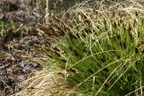 Carex appropinquata