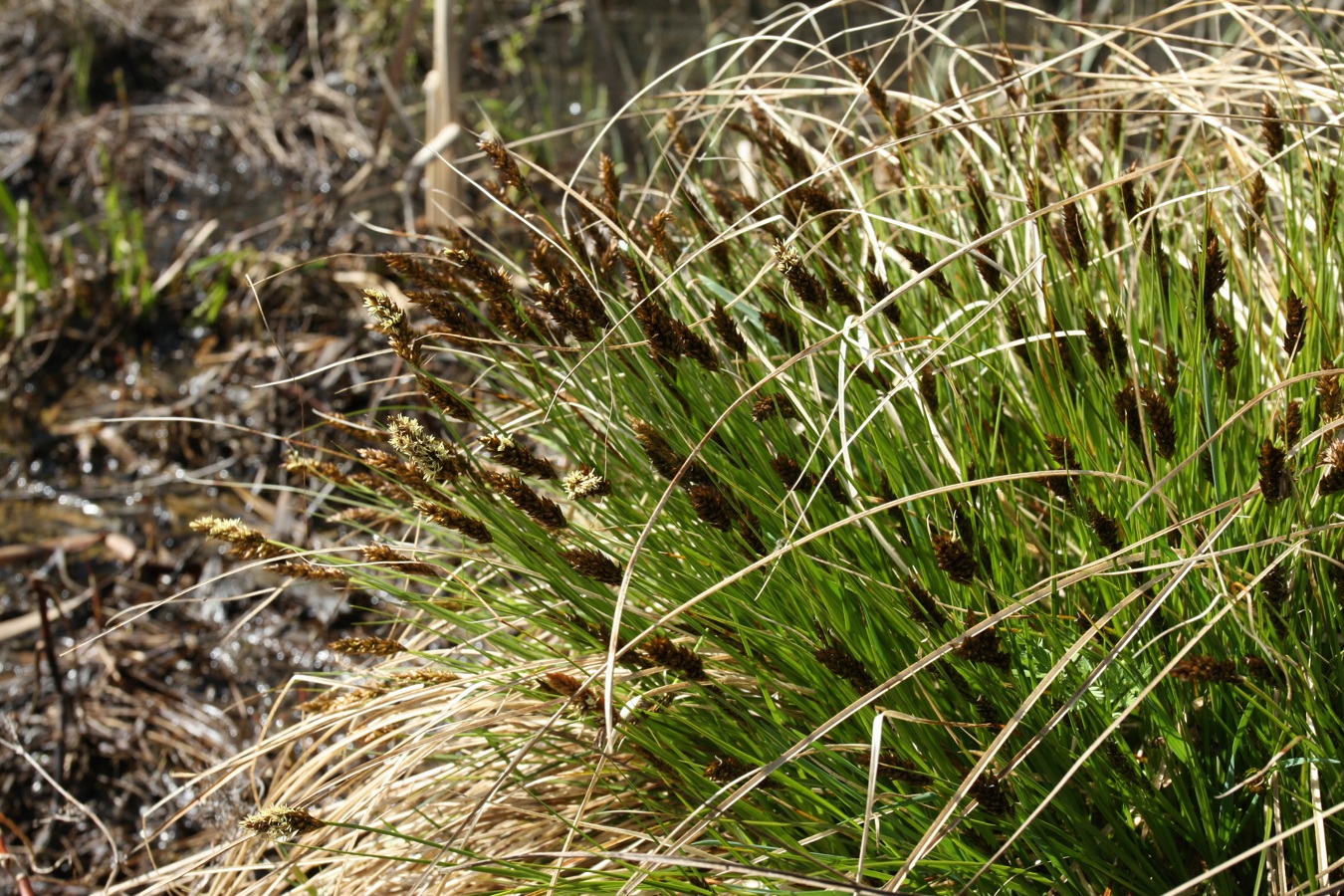 Изображение особи Carex appropinquata.