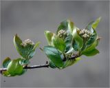 &times; Sorbaronia mitschurinii