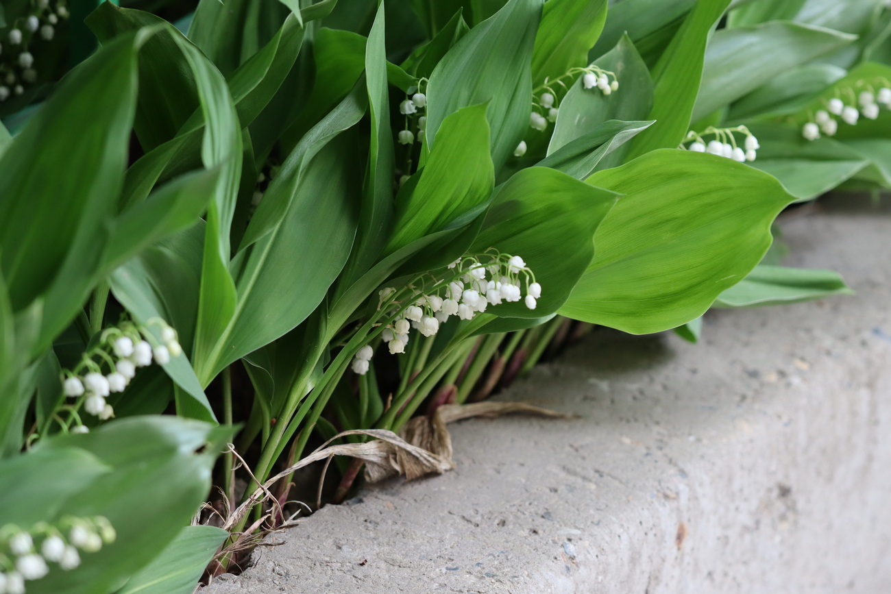 Image of Convallaria majalis specimen.