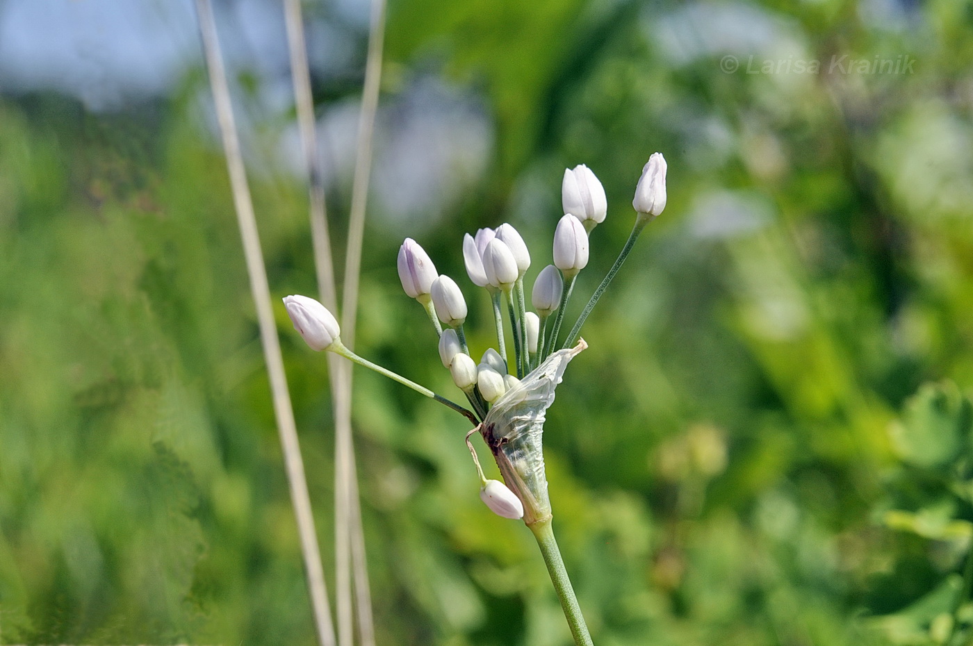 Изображение особи Allium ramosum.