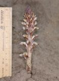 Orobanche cumana. Цветущее растение (паразитирует на Artemisia absinthium). Алтайский край, Бийский р-н, окр. с. Лесное, песчаный склон. 29 июня 2022 г.