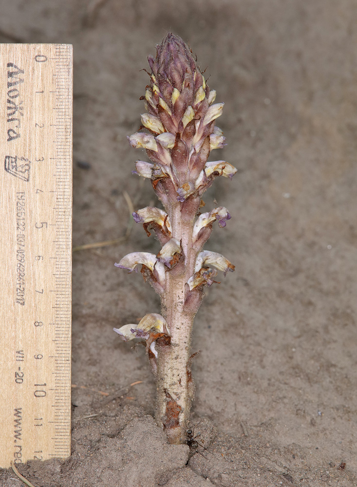 Image of Orobanche cumana specimen.