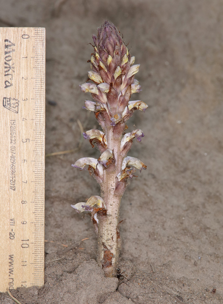 Image of Orobanche cumana specimen.