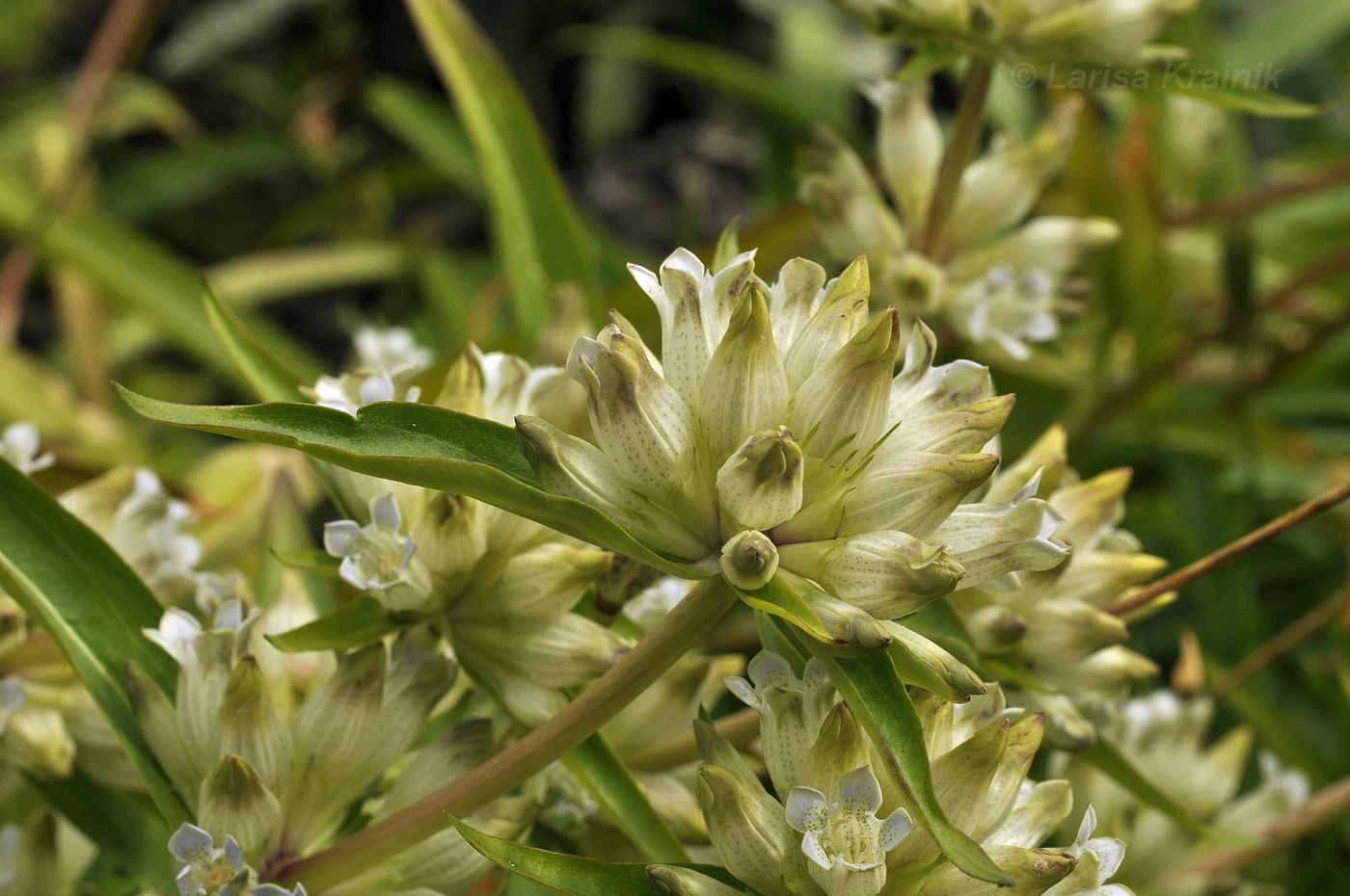 Image of Gentiana olgae specimen.