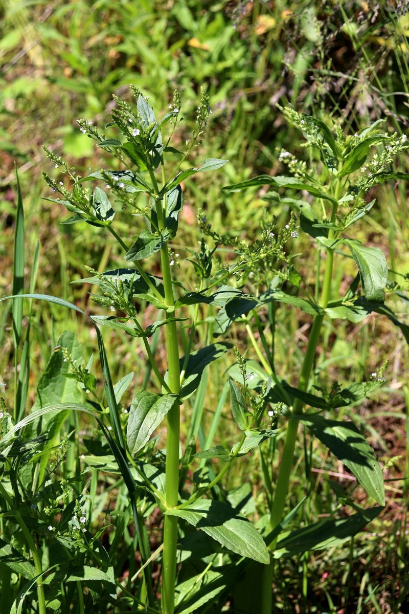 Image of Veronica anagallis-aquatica specimen.