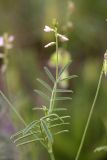 Onobrychis pulchella