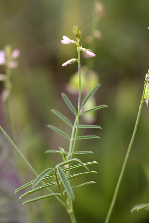 Изображение особи Onobrychis pulchella.