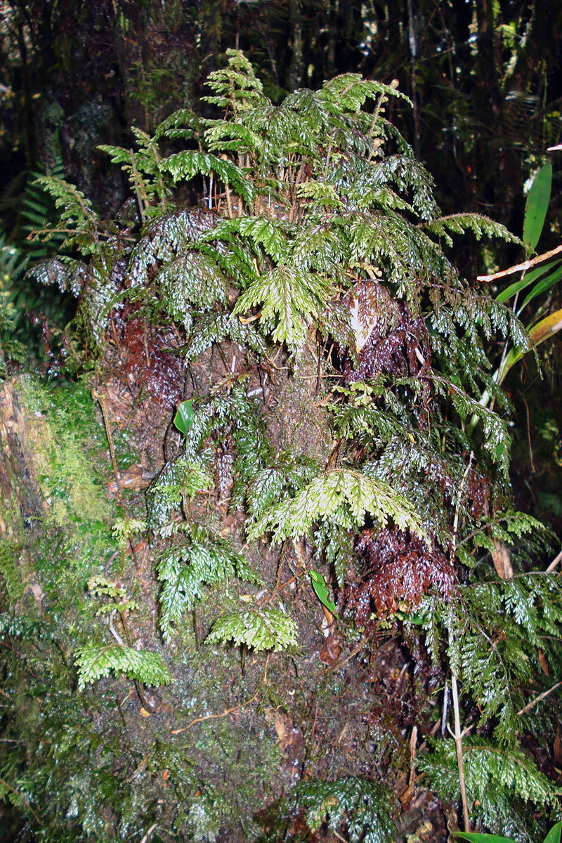 Image of familia Hymenophyllaceae specimen.