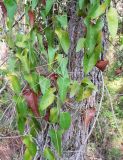 Smilax aspera