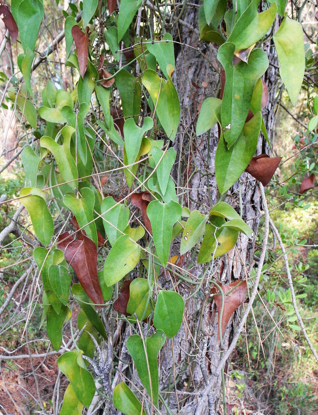 Image of Smilax aspera specimen.