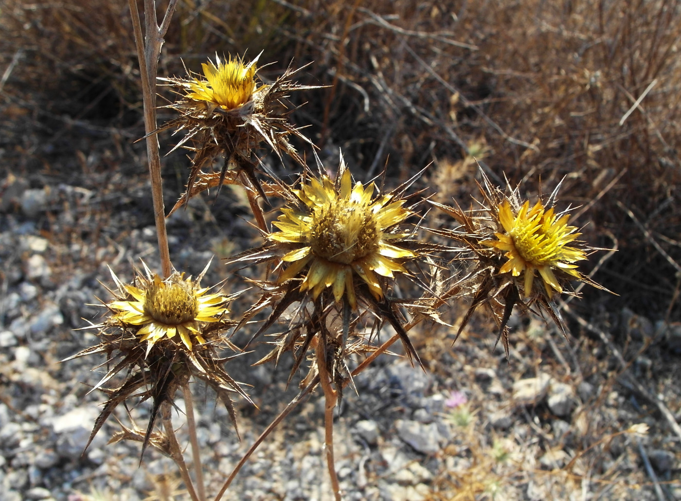 Изображение особи Carlina corymbosa.