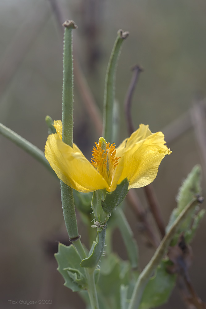 Изображение особи Glaucium flavum.