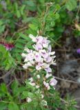 Lespedeza juncea