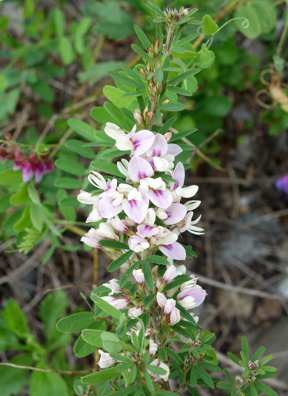 Image of Lespedeza juncea specimen.