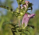 Phtheirospermum chinense. Часть побега с цветком. Приморский край, Уссурийский гор. округ, окр. с. Монакино, разнотравный луг на небольшой сопке. 03.09.2022.