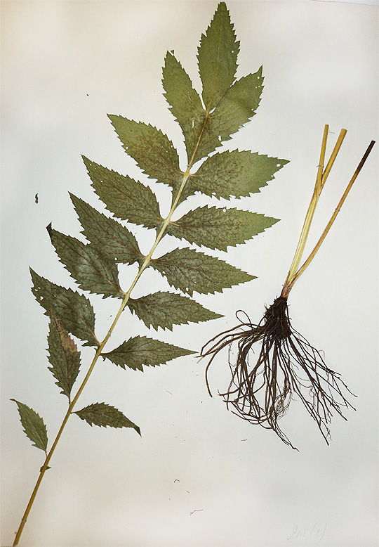 Изображение особи Serratula coronata.