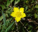 Ranunculus repens