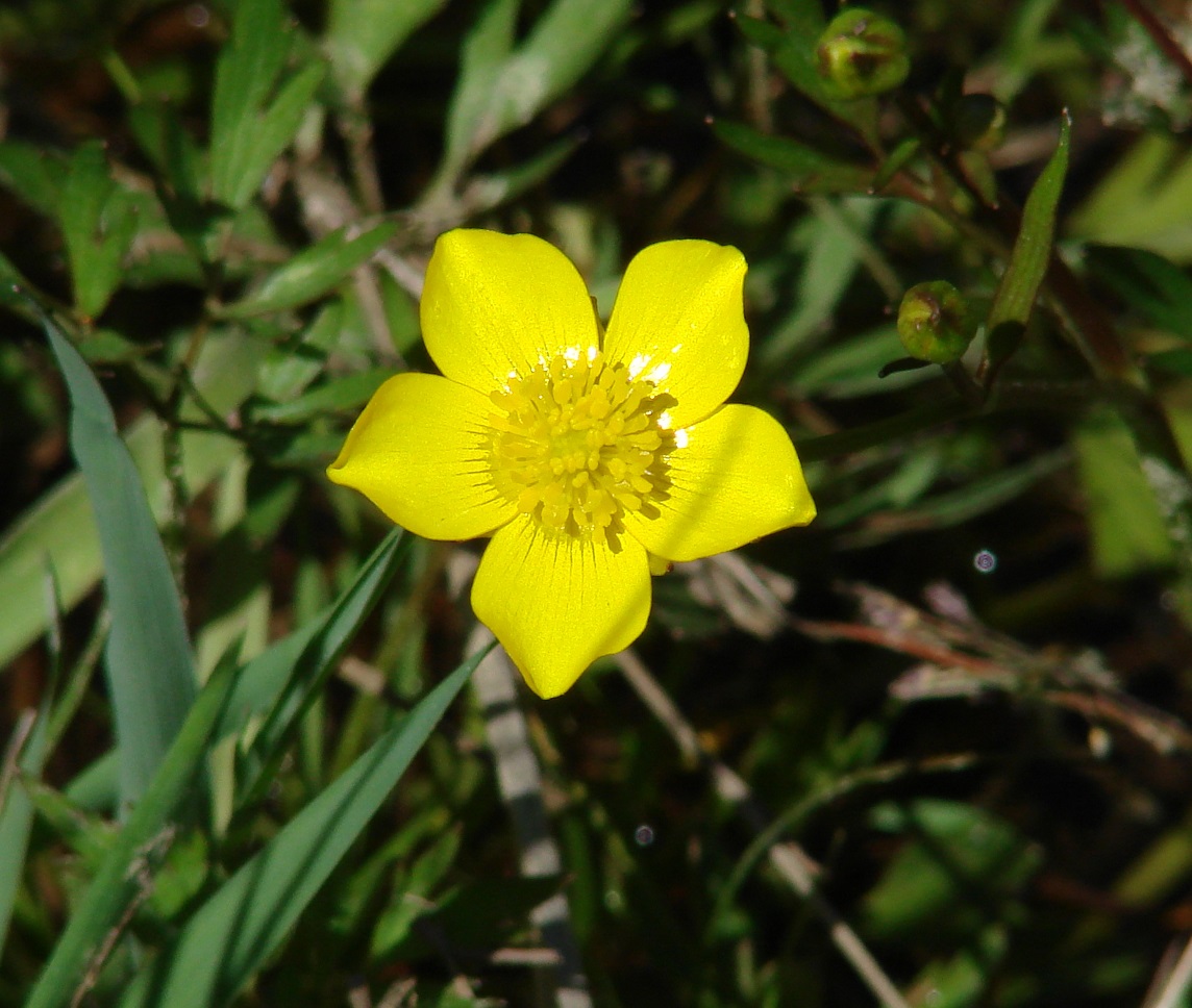 Image of Ranunculus repens specimen.